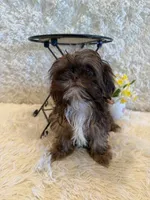 Asher, a male Shih Tzu for sale in Success, MO – 1 of 10