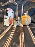 Austin, a male Pomeranian for sale in Success, MO – 3 of 6