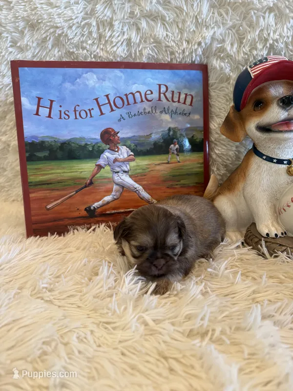 Elise  – Shih Tzu puppy for sale in Success, MO