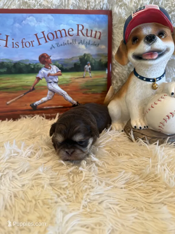 Brayden  – Shih Tzu puppy for sale in Success, MO