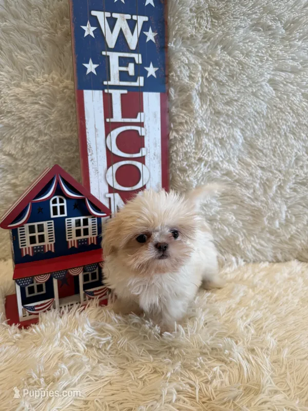 Brook – Shih Tzu puppy for sale in Success, MO