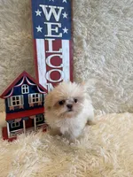 Brook, a male Shih Tzu for sale in Success, MO – 1 of 10