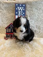 John, a male Bernese Mountain Dog for sale in Success, MO – 4 of 10