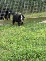 Hannah , a female Bernese Mountain Dog for sale in Success, MO – 2 of 10