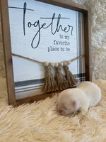 Sam, a male Shih Tzu for sale in Success, MO – 6 of 6