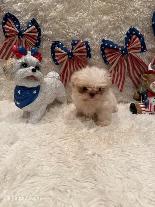 Brook – Shih Tzu puppy for sale in Success, MO