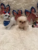 Brook, a male Shih Tzu for sale in Success, MO – 4 of 10