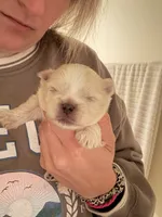 Jack , a male Pomeranian and Shih Tzu for sale in Success, MO – 6 of 6