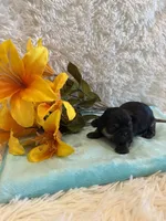 Miles, a male Shih Tzu for sale in Success, MO – 4 of 6