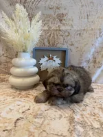 Maria , a female Shih Tzu for sale in Success, MO – 3 of 10