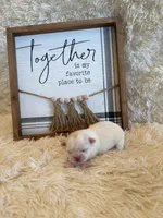 Delilah, a male Shih Tzu for sale in Success, MO – 6 of 7
