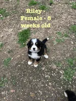 Riley, a female Bernese Mountain Dog for sale in Success, MO – Photo 3 of 10