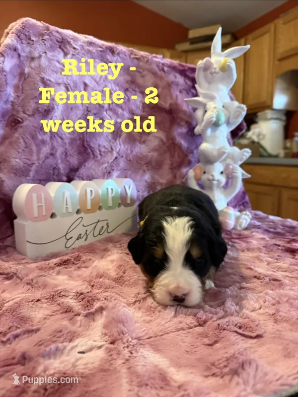 Riley – Bernese Mountain Dog puppy for sale in Success, MO