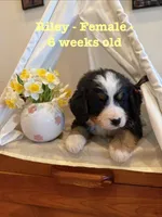Riley, a female Bernese Mountain Dog for sale in Success, MO – Photo 8 of 10