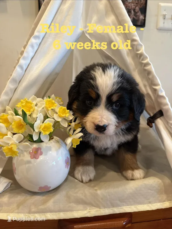 Riley – Bernese Mountain Dog puppy for sale in Success, MO