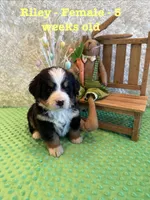 Riley, a female Bernese Mountain Dog for sale in Success, MO – Photo 10 of 10
