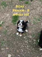 Riley, a female Bernese Mountain Dog for sale in Success, MO – Photo 2 of 10