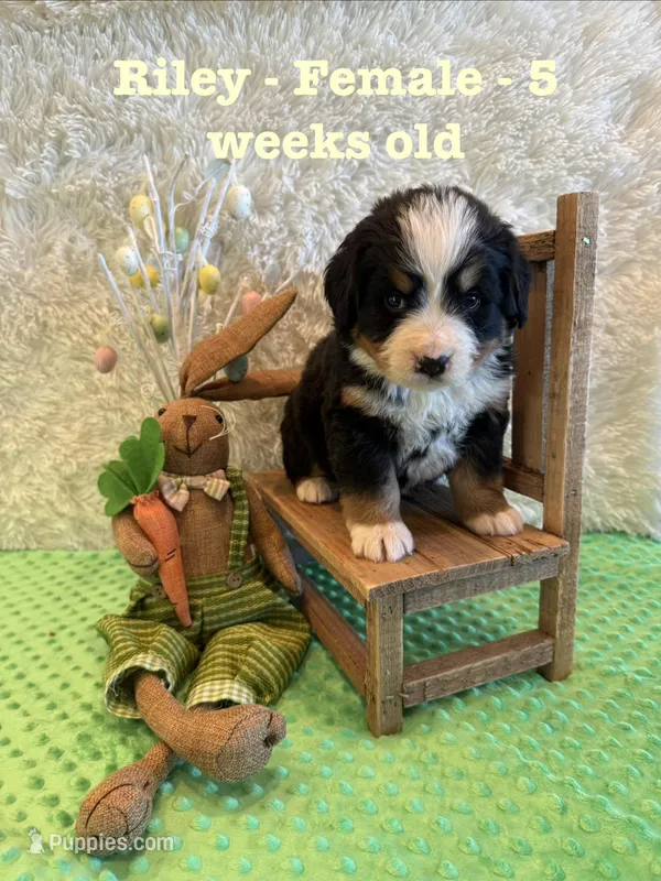 Riley – Bernese Mountain Dog puppy for sale in Success, MO