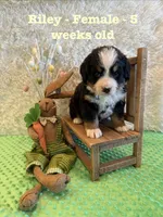 Riley, a female Bernese Mountain Dog for sale in Success, MO – Photo 9 of 10