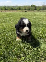 Riley, a female Bernese Mountain Dog for sale in Success, MO – Photo 6 of 10