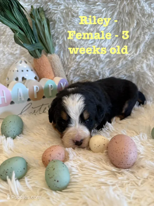 Riley – Bernese Mountain Dog puppy for sale in Success, MO