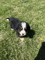 Riley, a female Bernese Mountain Dog for sale in Success, MO – Photo 5 of 10