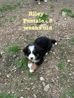 Riley, a female Bernese Mountain Dog for sale in Success, MO – Photo 4 of 10