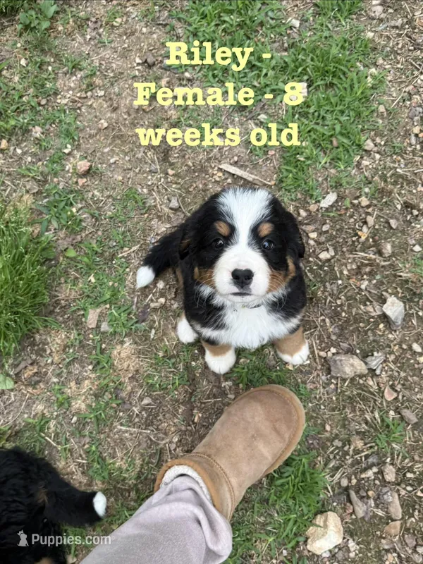 Riley – Bernese Mountain Dog puppy for sale in Success, MO