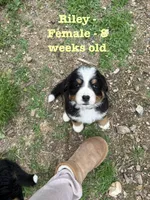 Riley, a female Bernese Mountain Dog for sale in Success, MO – Photo 1 of 10