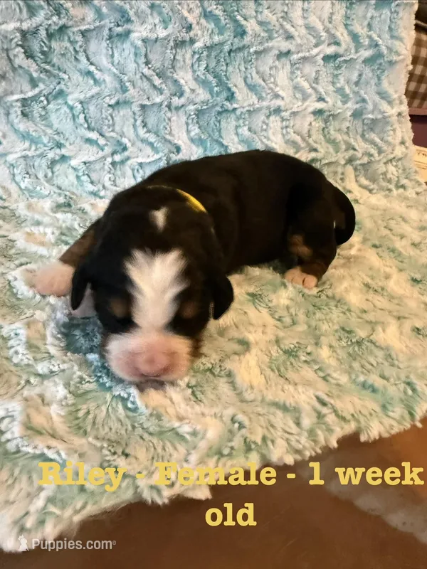 Riley – Bernese Mountain Dog puppy for sale in Success, MO