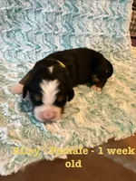 Riley, a female Bernese Mountain Dog for sale in Success, MO – Photo 1 of 2