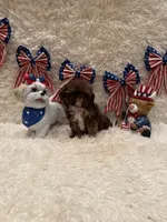 Asher, a male Shih Tzu for sale in Success, MO – 7 of 10