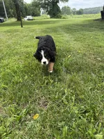 Hannah , a female Bernese Mountain Dog for sale in Success, MO – 5 of 10