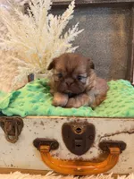 Sparrow, a male Shih Tzu for sale in Success, MO – 7 of 10