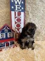Oakley, a male Shih Tzu for sale in Success, MO – 3 of 10