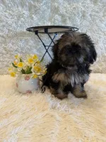 Oakley, a male Shih Tzu for sale in Success, MO – 2 of 10