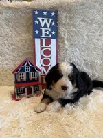 Dean, a male Bernese Mountain Dog for sale in Success, MO – 4 of 10
