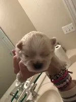 Jack , a male Pomeranian and Shih Tzu for sale in Success, MO – 3 of 6