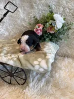 John, a male Bernese Mountain Dog for sale in Success, MO – 5 of 10