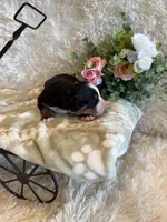 Hannah , a female Bernese Mountain Dog for sale in Success, MO – 10 of 10