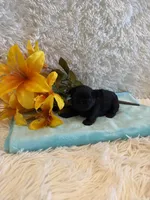 Tate, a male Shih Tzu for sale in Success, MO – 6 of 6