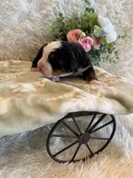 John, a male Bernese Mountain Dog for sale in Success, MO – 8 of 10