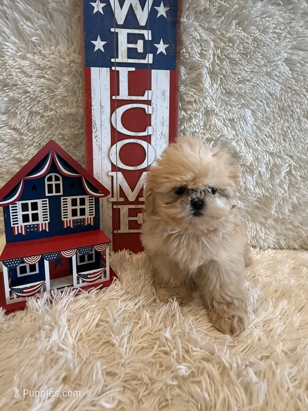 Reed – Shih Tzu puppy for sale in Success, MO