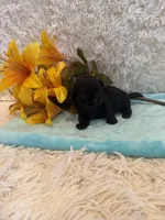 Andrea, a female Shih Tzu for sale in Success, MO – 4 of 5