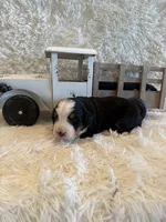 John, a male Bernese Mountain Dog for sale in Success, MO – 9 of 10