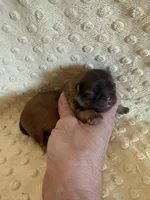 Sparrow, a male Shih Tzu for sale in Success, MO – Photo 5 of 8