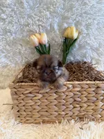 Sparrow, a male Shih Tzu for sale in Success, MO – 10 of 10