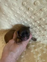 Sparrow, a male Shih Tzu for sale in Success, MO – Photo 2 of 8