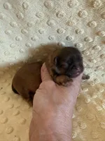 Sparrow, a male Shih Tzu for sale in Success, MO – Photo 6 of 8