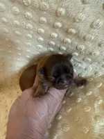 Sparrow, a male Shih Tzu for sale in Success, MO – Photo 7 of 8